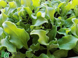 冰菜什么季節(jié)種植？冰菜怎么種植？