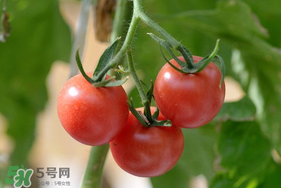蝦爬子可以和西紅柿一起吃嗎？蝦爬和西紅柿能一起吃嗎？
