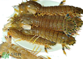 蝦爬子能冷凍嗎？蝦爬子可以冷藏嗎？