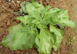 冰菜什么季節(jié)種植？冰菜怎么種植？