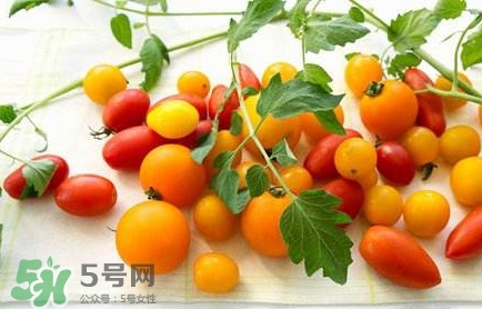 圣女果是轉(zhuǎn)基因的嗎？圣女果轉(zhuǎn)基因食品嗎