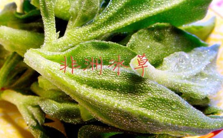 冰菜怎么吃？冰菜可以炒著吃嗎？