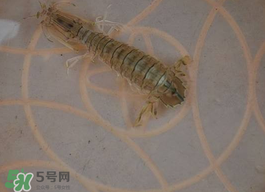 蝦爬子怎么保存？蝦爬子怎么保存才新鮮？