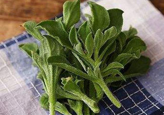 吃冰菜有什么好處？冰菜吃了有什么好處？