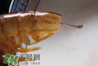 油燜大蝦怎么洗？油燜大蝦怎么清洗