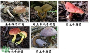 牛肝菌有毒嗎？有毒牛肝菌圖片