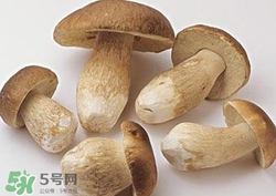 美味牛肝菌多少錢一斤？一斤牛肝菌多少錢？
