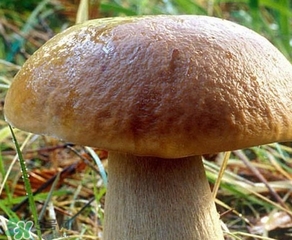 美味牛肝菌多少錢一斤？一斤牛肝菌多少錢？