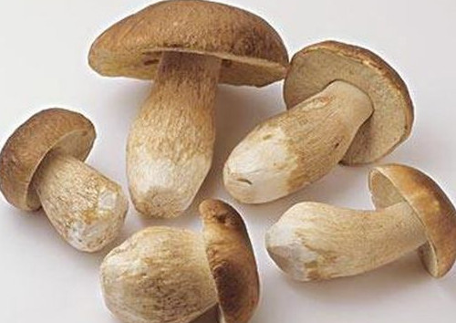 牛肝菌怎么吃？牛肝菌怎么做不會(huì)中毒