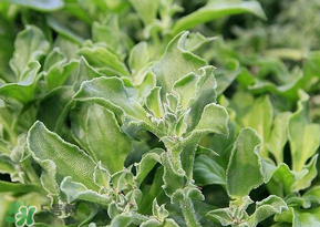 冰菜是什么菜？冰菜和冰草一樣嗎？