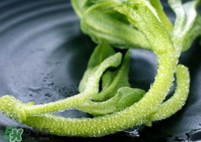 冰菜是什么菜？冰菜和冰草一樣嗎？