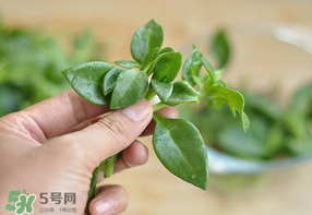 冰菜和穿心蓮是同一種菜嗎？冰菜和穿心蓮是一科嗎？