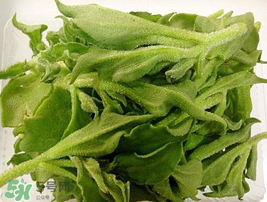 冰菜可以生吃嗎？冰菜能生吃嗎？