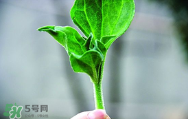 冰菜怎么吃？冰菜可以炒著吃嗎？