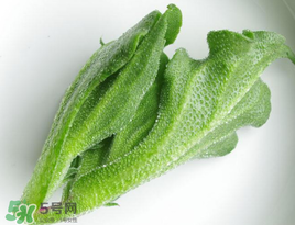 冰菜怎么吃？冰菜可以炒著吃嗎？
