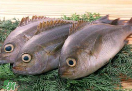 蠶豆和魚能一起吃嗎？蠶豆和魚吃相克嗎？