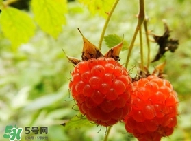 刺泡怎么吃？刺泡使用方法