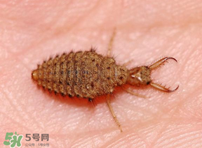 蟻獅價格多少錢一斤？蟻獅多少錢一克？
