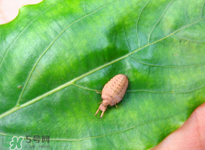 蟻獅價格多少錢一斤？蟻獅多少錢一克？