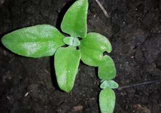 冰菜是什么菜？冰菜和冰草一樣嗎？