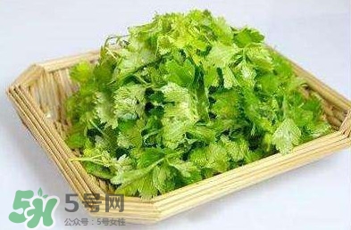 芹菜葉能吃嗎？芹菜葉可以吃嗎