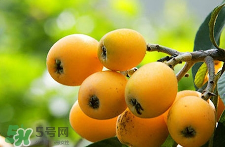 枇杷不能和什么一起吃？枇杷不能跟什么一起吃