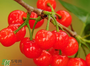 櫻桃可以帶上飛機(jī)嗎？坐飛機(jī)可以帶櫻桃嗎？