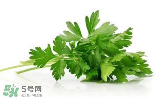 芹菜葉能吃嗎？芹菜葉可以吃嗎