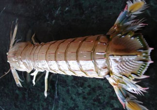 爬蝦蒸還是煮？爬蝦蒸好還是煮好？
