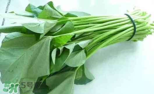 苕尖怎么摘？苕尖怎么擇