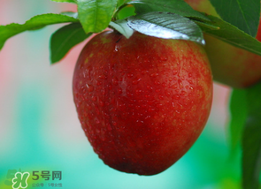 油桃多少錢一斤？油桃多少錢一斤2017？