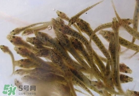 泥鰍吃什么？泥鰍吃什么食物