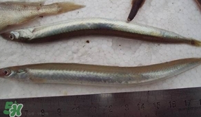 青島面條魚是什么魚？青島面條魚叫什么