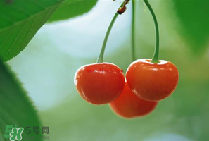 吃櫻桃會(huì)醉嗎？櫻桃吃多了會(huì)醉嗎？