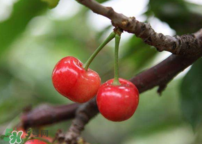 吃櫻桃會(huì)醉嗎？櫻桃吃多了會(huì)醉嗎？