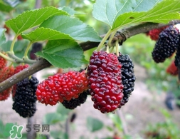 覆盆子是桑葚嗎？覆盆子和桑葚的區(qū)別