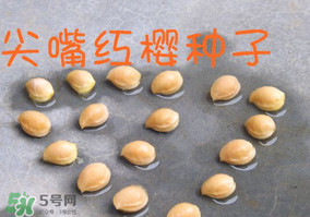 櫻桃籽怎么種小盆栽？櫻桃籽可以種植嗎？