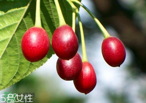 櫻桃籽有毒嗎？櫻桃籽能吃嗎？