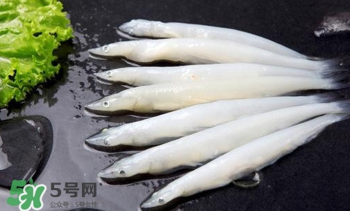 銀魚是面條魚嗎？面條魚和銀魚的區(qū)別
