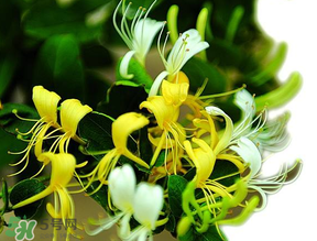 金銀花什么時(shí)候采摘最好？金銀花幾月份采摘？