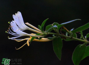 金銀花不能和什么一起吃？金銀花和什么相克？