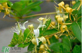 金銀花不能和什么一起吃？金銀花和什么相克？