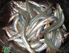 面條魚如何保存？面條魚怎么保存