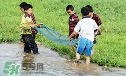 泥鰍怎么抓？泥鰍怎么捉