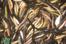 泥鰍有幾種？泥鰍品種大全