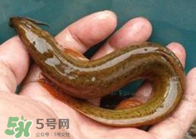 泥鰍死了多久不能吃？泥鰍死了怎么處理