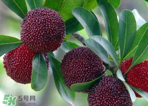 楊梅為什么有蟲(chóng)子？楊梅有蟲(chóng)能吃嗎？