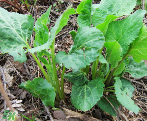 大耳毛野菜怎么吃？大耳毛野菜的做法