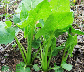 大耳毛野菜怎么吃？大耳毛野菜的做法