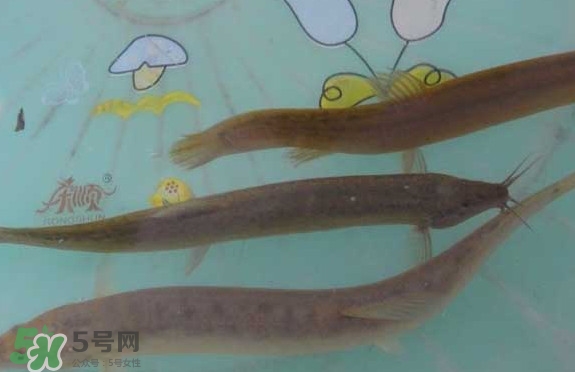 泥鰍有幾種？泥鰍品種大全